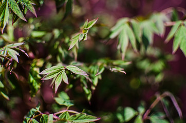 Abstraction growing green leaves on a light background outdoors