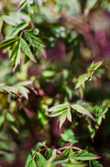 Obraz premium Abstraction growing green leaves on a light background outdoors