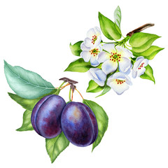 Watercolor illustrations with plums isolated on the white background: fruits, flowers and leaves