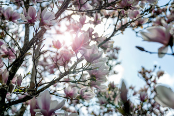 Magnolie