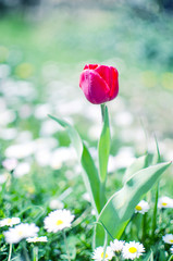 Obraz premium Slender spring tulips bloom outdoors