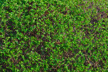 Green bush close-up, flowering