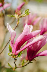 Adorable large magnolia flowers bloom