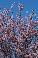 Prunus cerasus, large deciduous shrub blooming with pink flowers. Blur background. Close-up