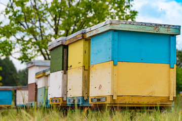 Fototapeta na wymiar Coloured wooden beehives on meadow. Bees in flight