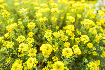 Fototapeta premium field of yellow flowers