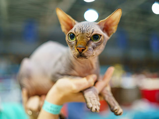hairless cat sphynx breed, close-up
