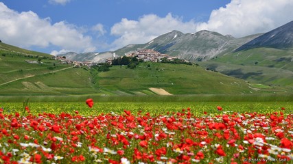 Fototapeta na wymiar Red Flowers Blooming On Field Against Green Mountains