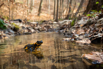 Cute fire salamander, salamandra salamandra, standing on rock in water of stream in spring forest. Enchanting wildlife scenery of wild amphibian crossing little river in woodland with dry leafs.