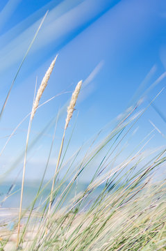 beach dune grass in the wind. sky is blue ans blurred sescape in the foreground. portrait format