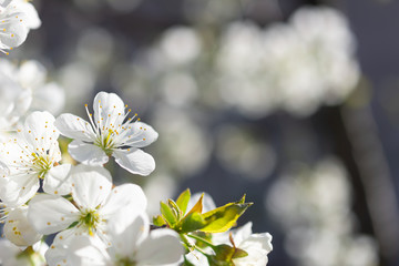 Flowers of the cherry blossoms on a sunny spring day. Shallow depth of field with bokeh