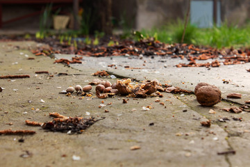 Crushed walnut lies on the ground. Wet concrete floor with leaves. Green grass at the back