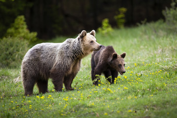 Fototapeta na wymiar Harmonious bear family watching around on spring green meadow with yellow wildflowers. Furry creatures of Carpathian nature in tranquil scenery. Cub is protected by its mother in wilderness.