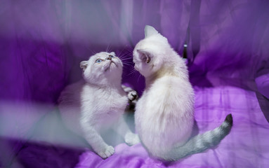 White kittens. Cute funny kittens in a cage