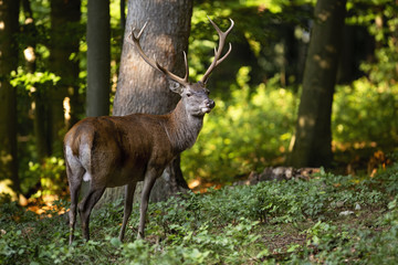 Calm red deer, cervus elaphus, watching aside in summer woodland at sunset. Tranquil nature scenery with brown mammal from back view. Wild animal with antlers in wilderness.