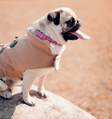 Portrait of beautiful cute female puppy pug dog outdoors.