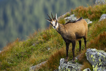 Interested tatra chamois, rupicapra rupicapra tatrica, standing in steep slope of hillside in...