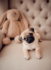 Pretty baby puppy pug sitting in chair with rabbit toy