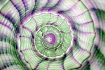 pink and green hypnotic spiral