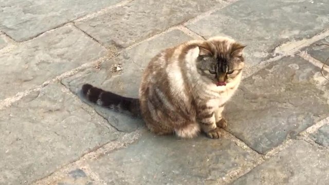 Gato en Monells, municipio de Cru&iuml;lles, Monells i Sant Sadurn&iacute; de l'Heura en la regi&oacute;n del Baix Empord&agrave;, Girona, Catalu&ntilde;a, Espa&ntilde;a, Europa
