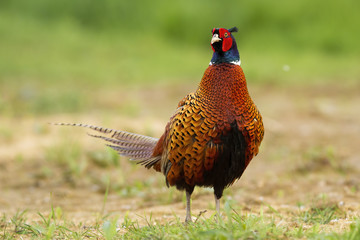 Colorful male of common pheasant, phasianus colchicus, grazing in the nature. Surprised game bird on the field. Wild animal disturbed during his walk. Ring-necked pheasant feeling threatened.