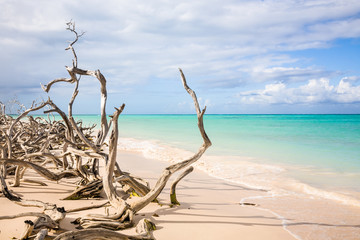 Driftwood on beach, Cuba