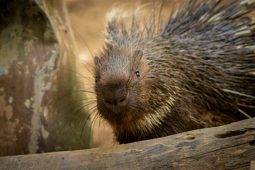 porcupine