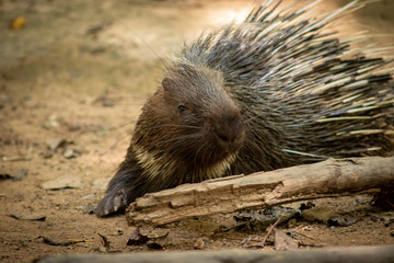 porcupine