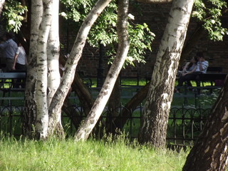 BIALE BRZOZY © czany