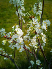 Flowers on a plum tree Springtime