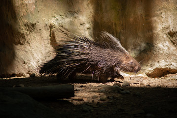 porcupine