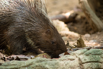 porcupine