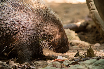 porcupine