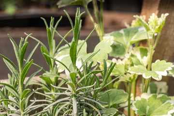 Green rosemary in a sunny greenhouse