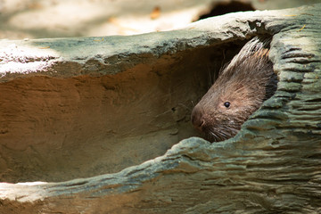 porcupine