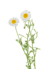Chamomiles isolated on white background without shadow with clipping path