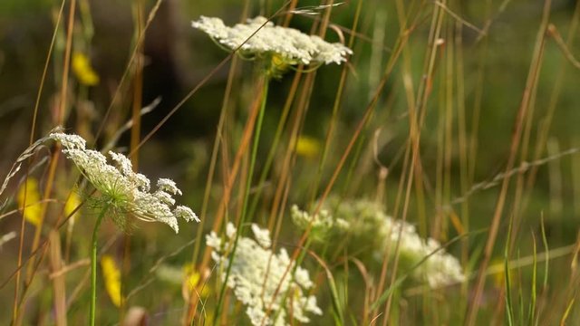 Closeup view video footage of different colourful sunny bright wild flowers growing in green fresh grass of countryside field or medow. Summer beautiful nature flora background.