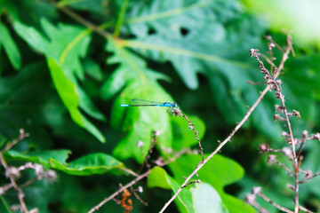 Dragonfly