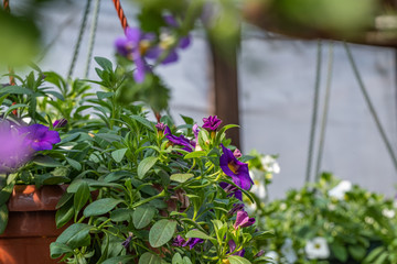Purple flowers in a pot with green leaves