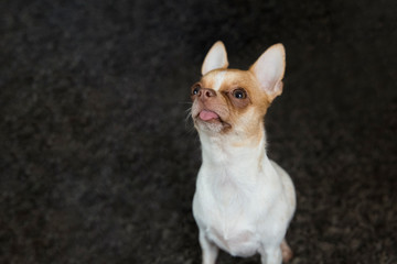 Chihuahua dog is sitting on the carpet. The dog is looking up. The dog stuck out his tongue. The age of the dog is one year.