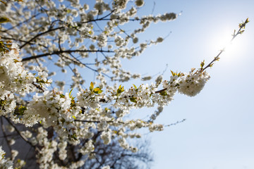 White blooms on a cherry tree in a spring garden