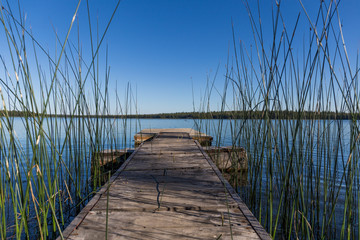 wooden jetty in a blue water lake, reeds grow on the sides of the jetty, the sky is clear and blue