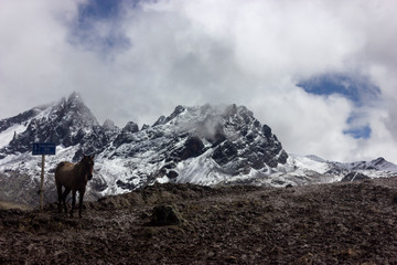 Caballo en la montaña