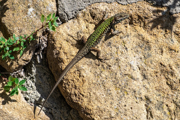 Naklejka na ściany i meble green lizard on a stone on a sunny summer day