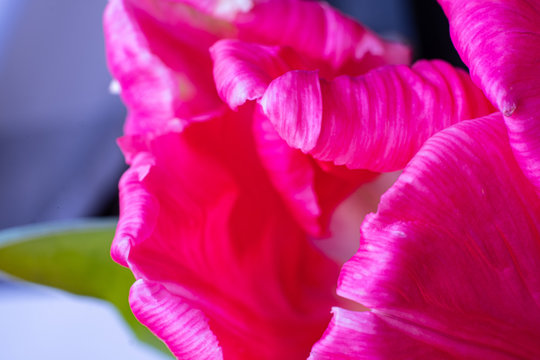 a beautiful close-up of the petals of a pink tulip flower. macro