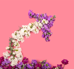 Arrow flower in soft pink background for advertising and congratulations 
