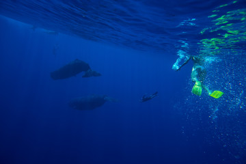 Snorkeling with whales