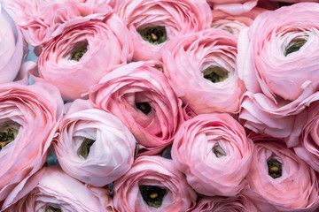 a beautiful bouquet of pink ranunculus flowers