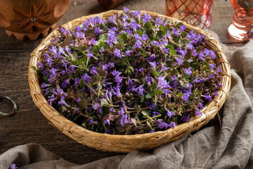 Fresh ground-ivy flowers in a basket on a table