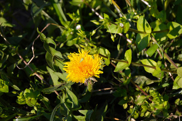 yellow dandelion in the green grass. beautiful spring twig